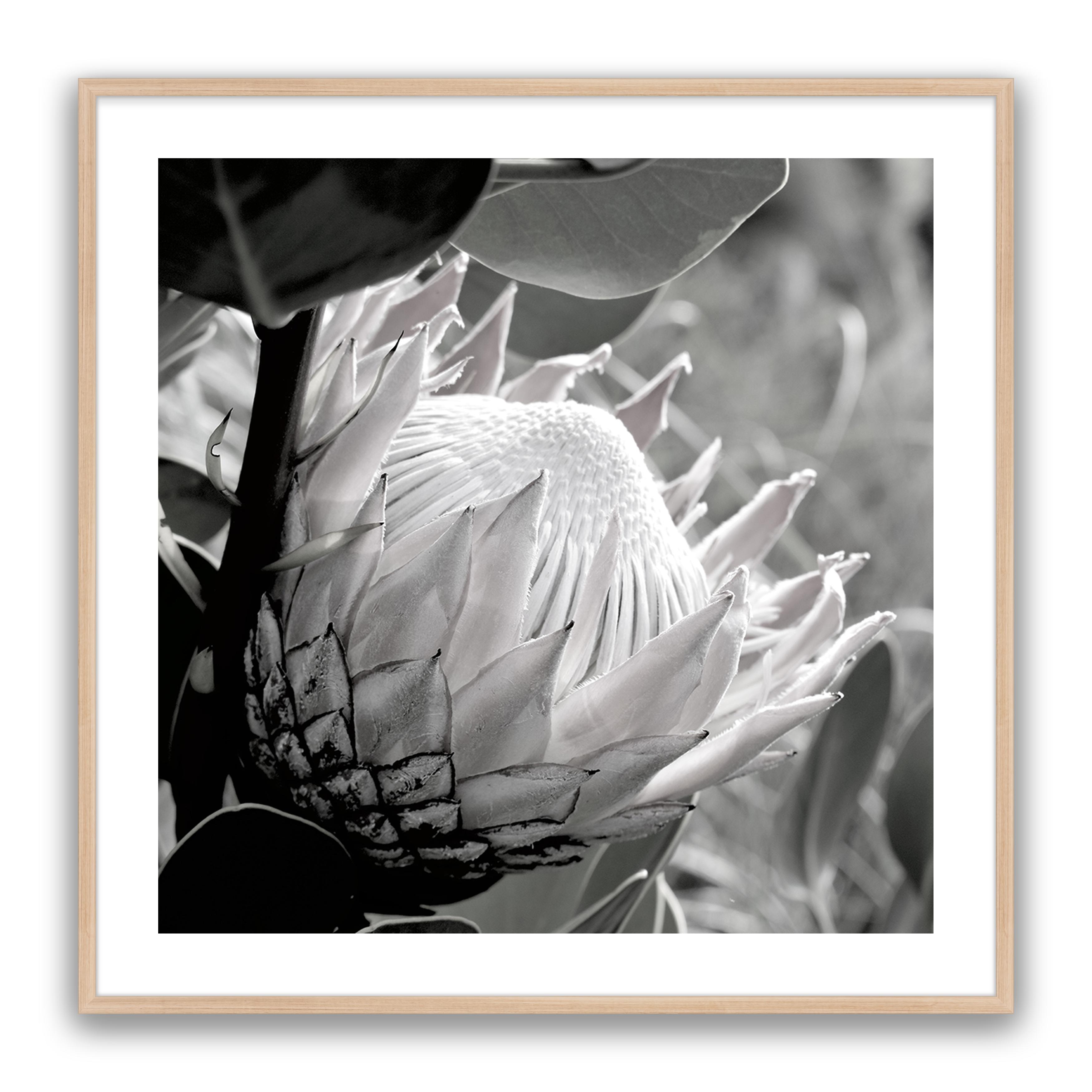 Soft Banksia Square