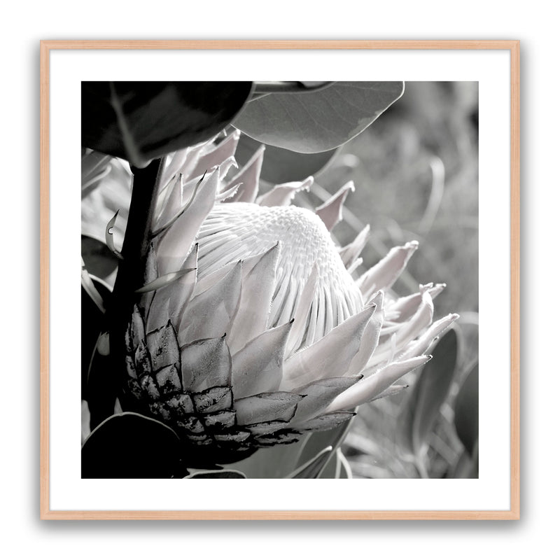 Soft Banksia Square