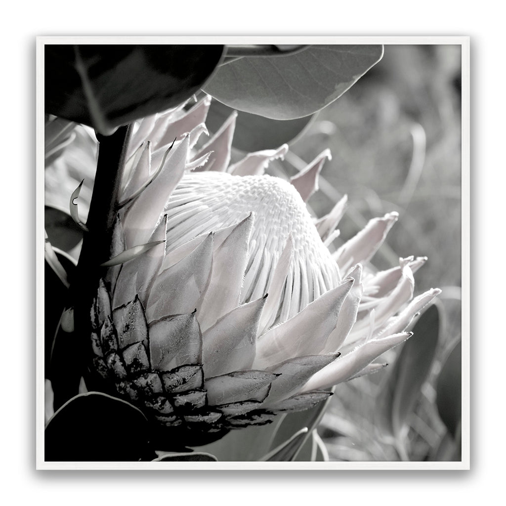 Soft Banksia Square