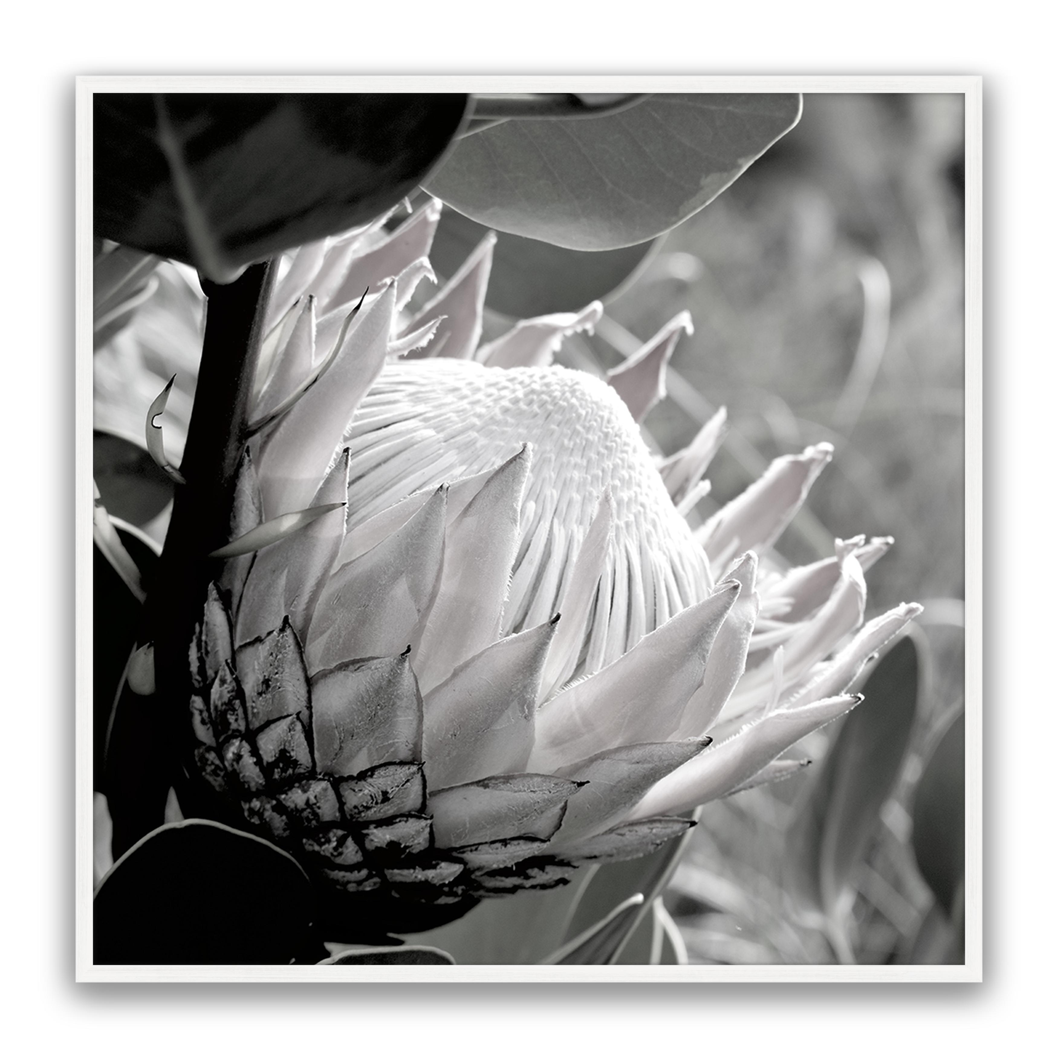 Soft Banksia Square
