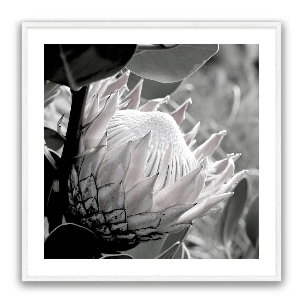Soft Banksia Square