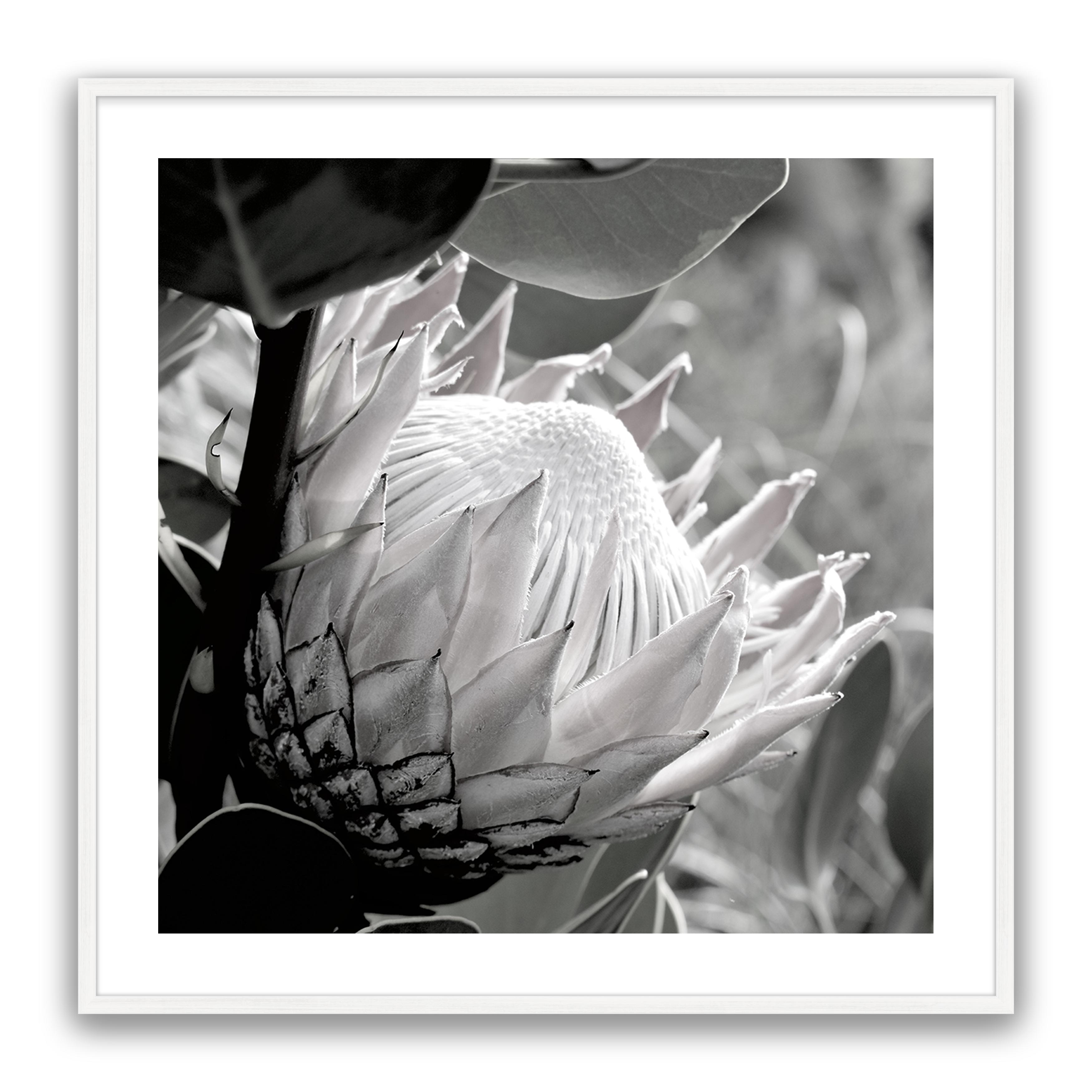 Soft Banksia Square