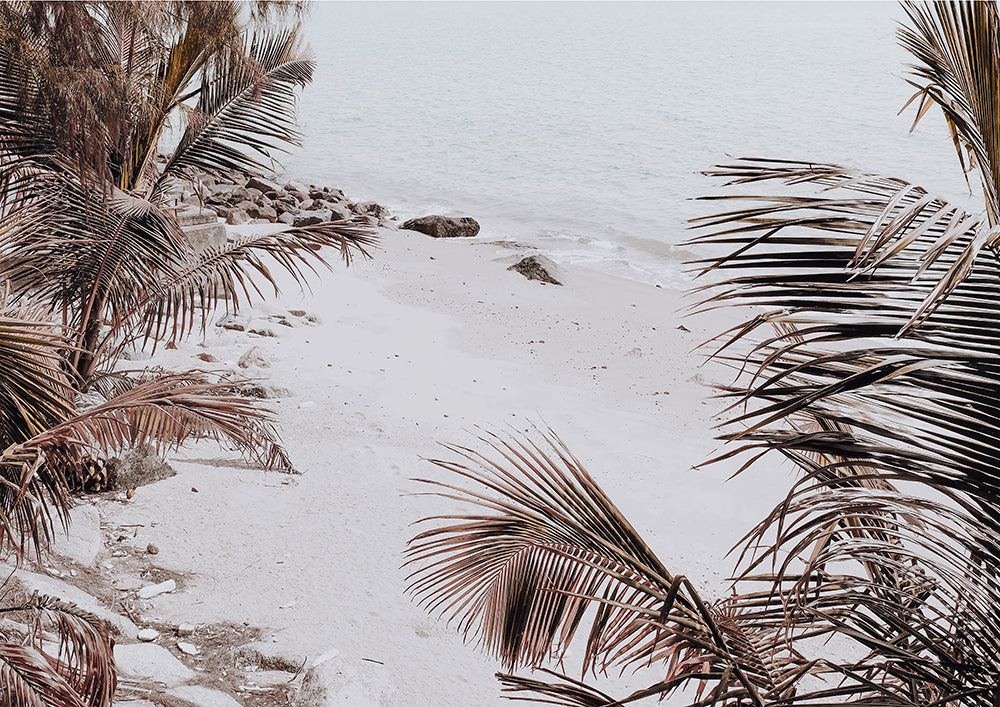Palm Shadow