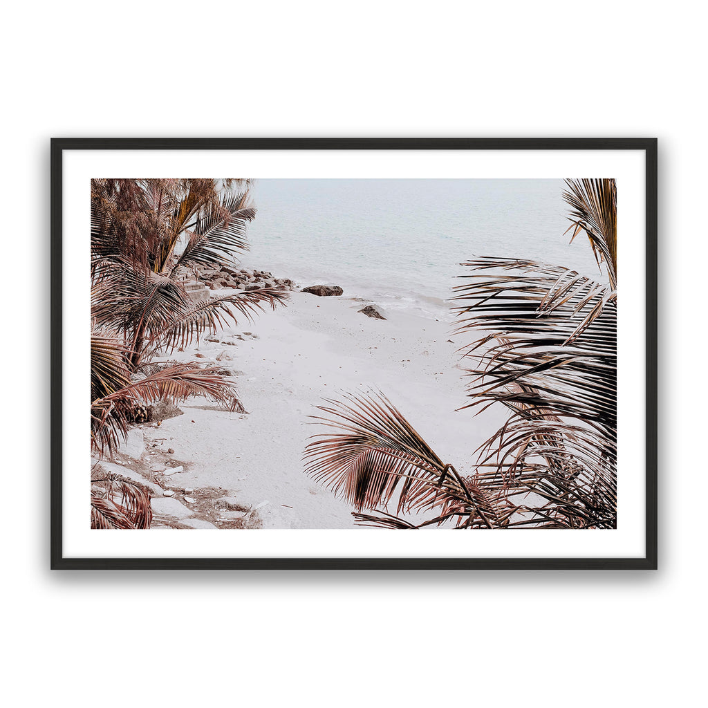 Palm Shadow
