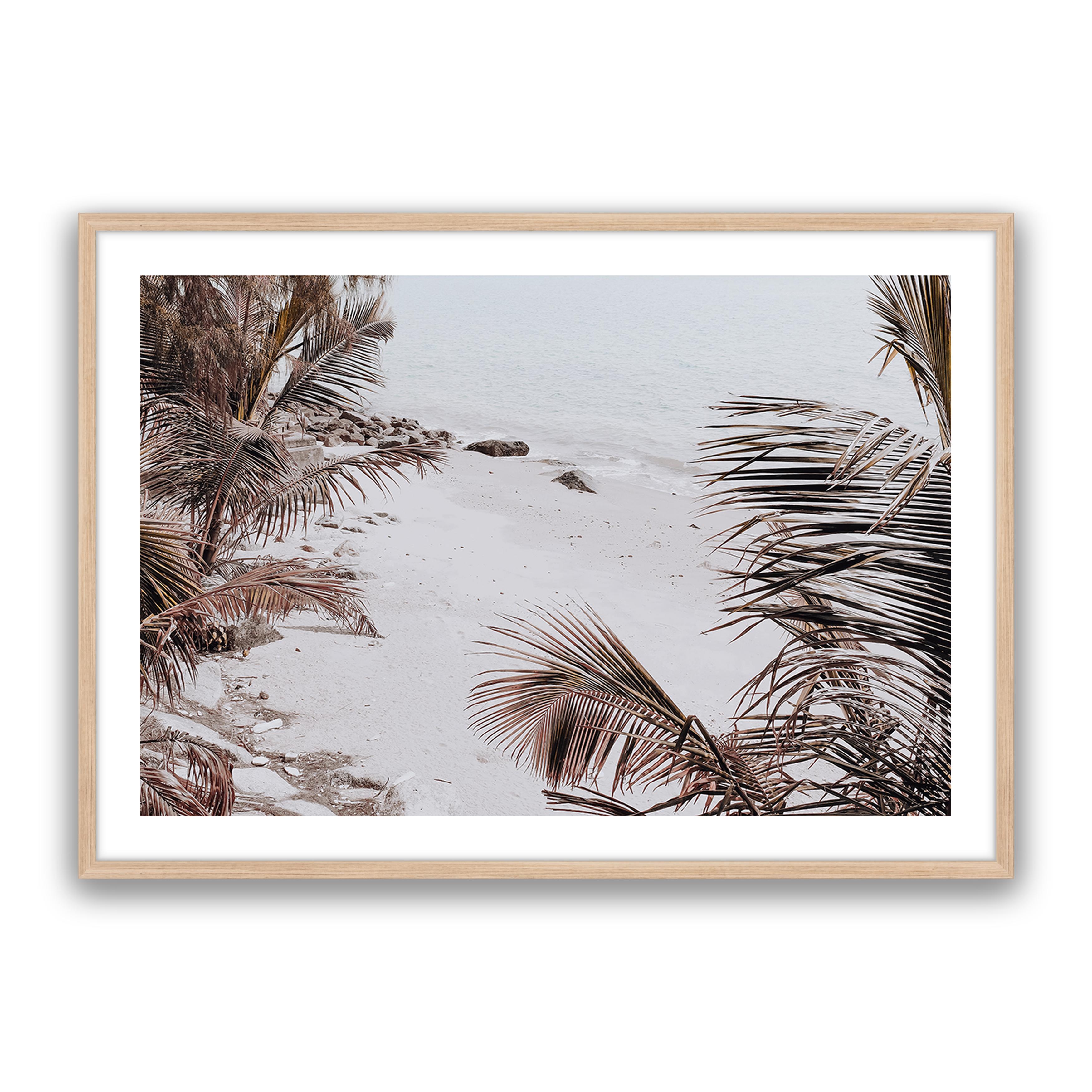 Palm Shadow