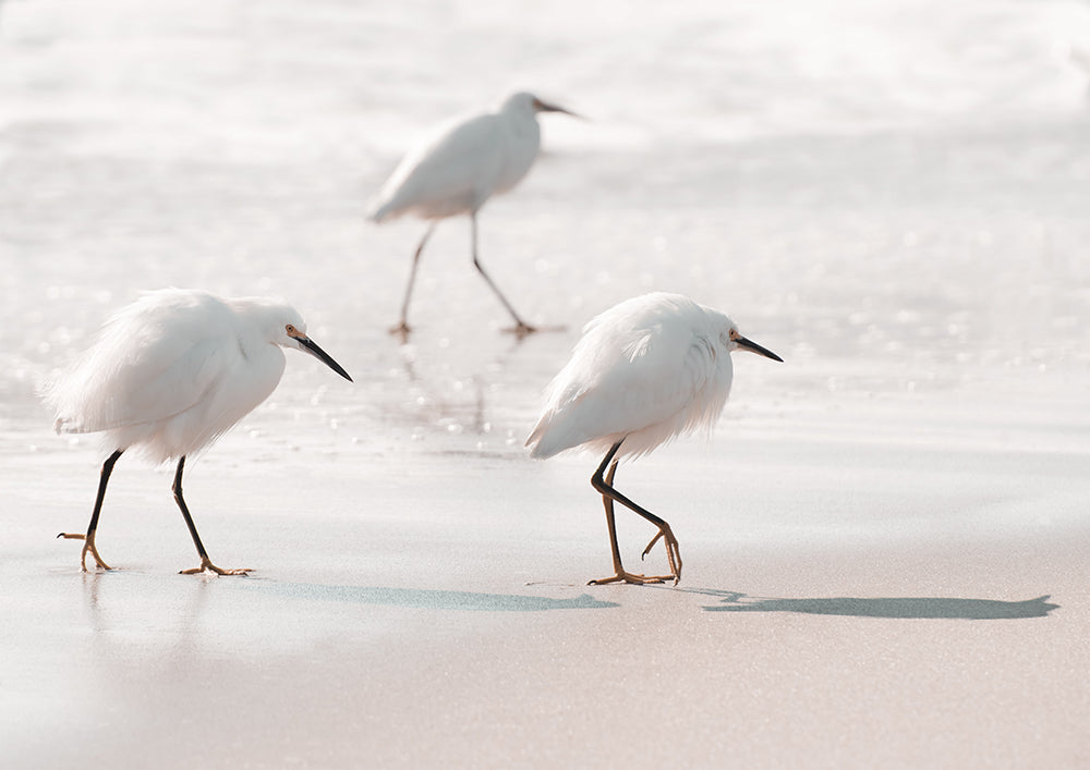 Sea Birds