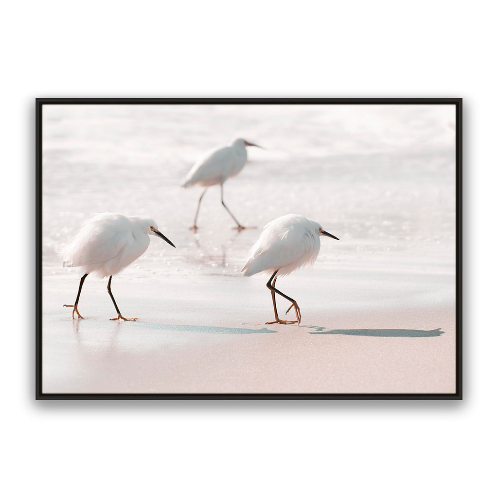 Sea Birds