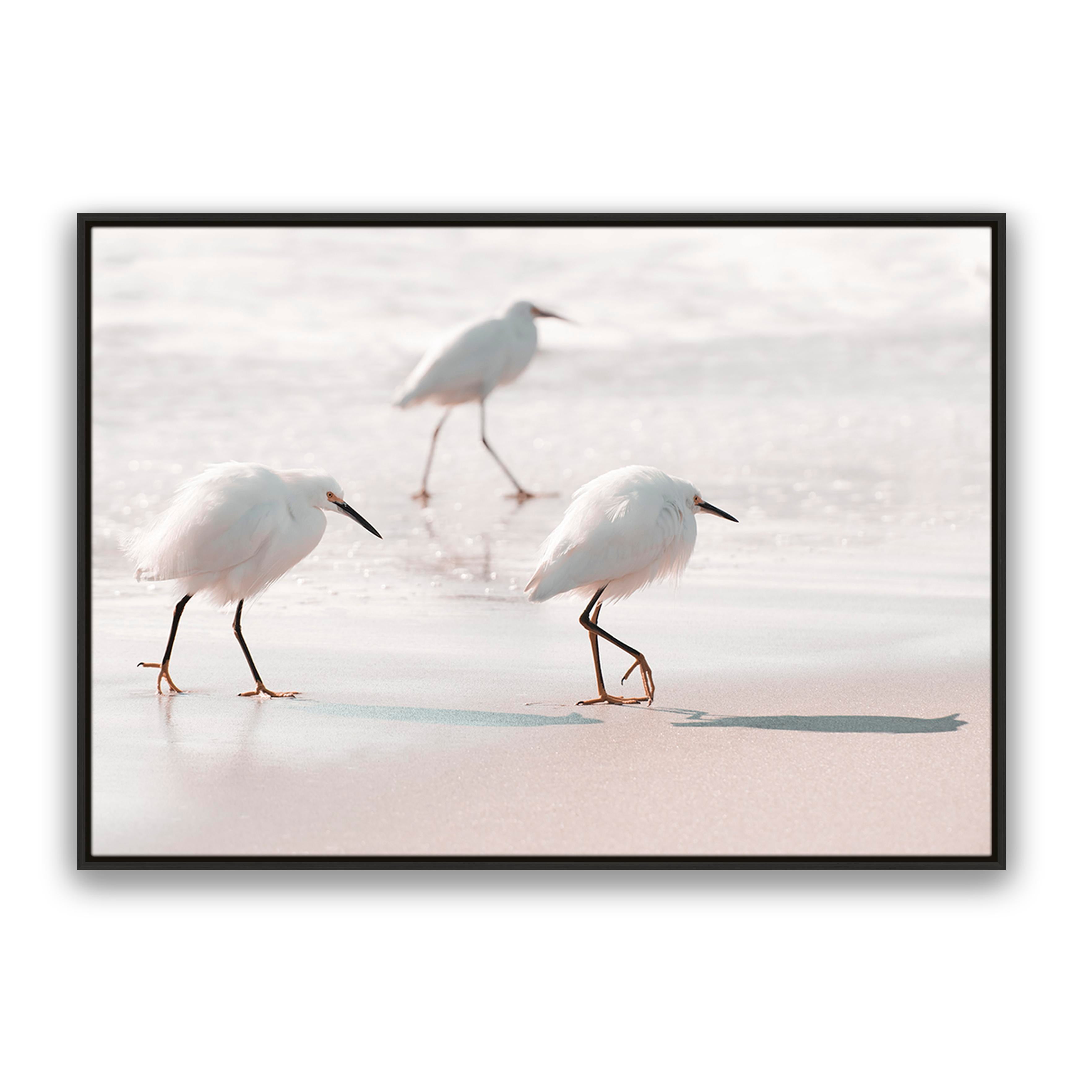 Sea Birds