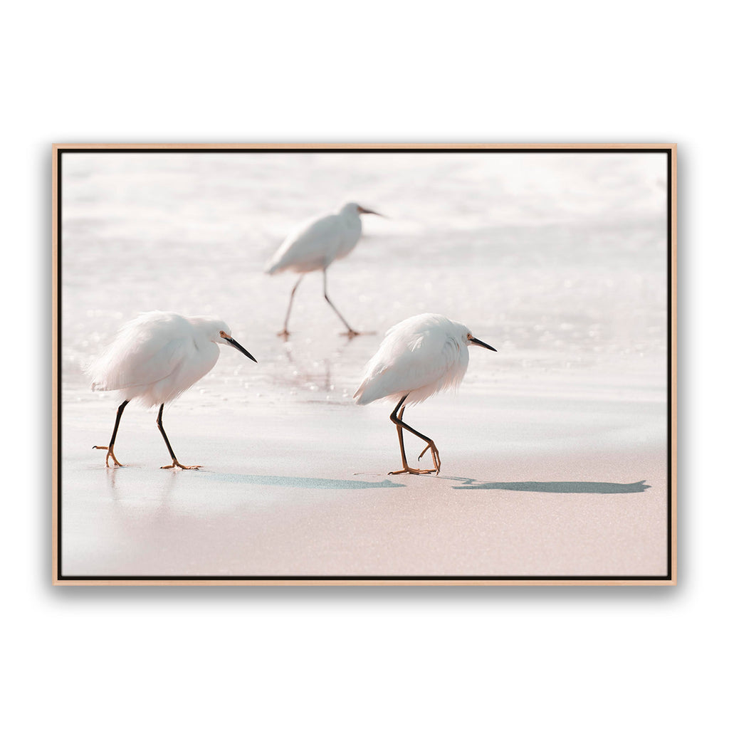 Sea Birds