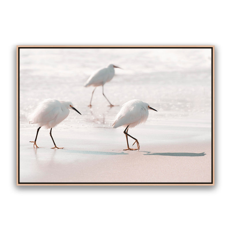 Sea Birds