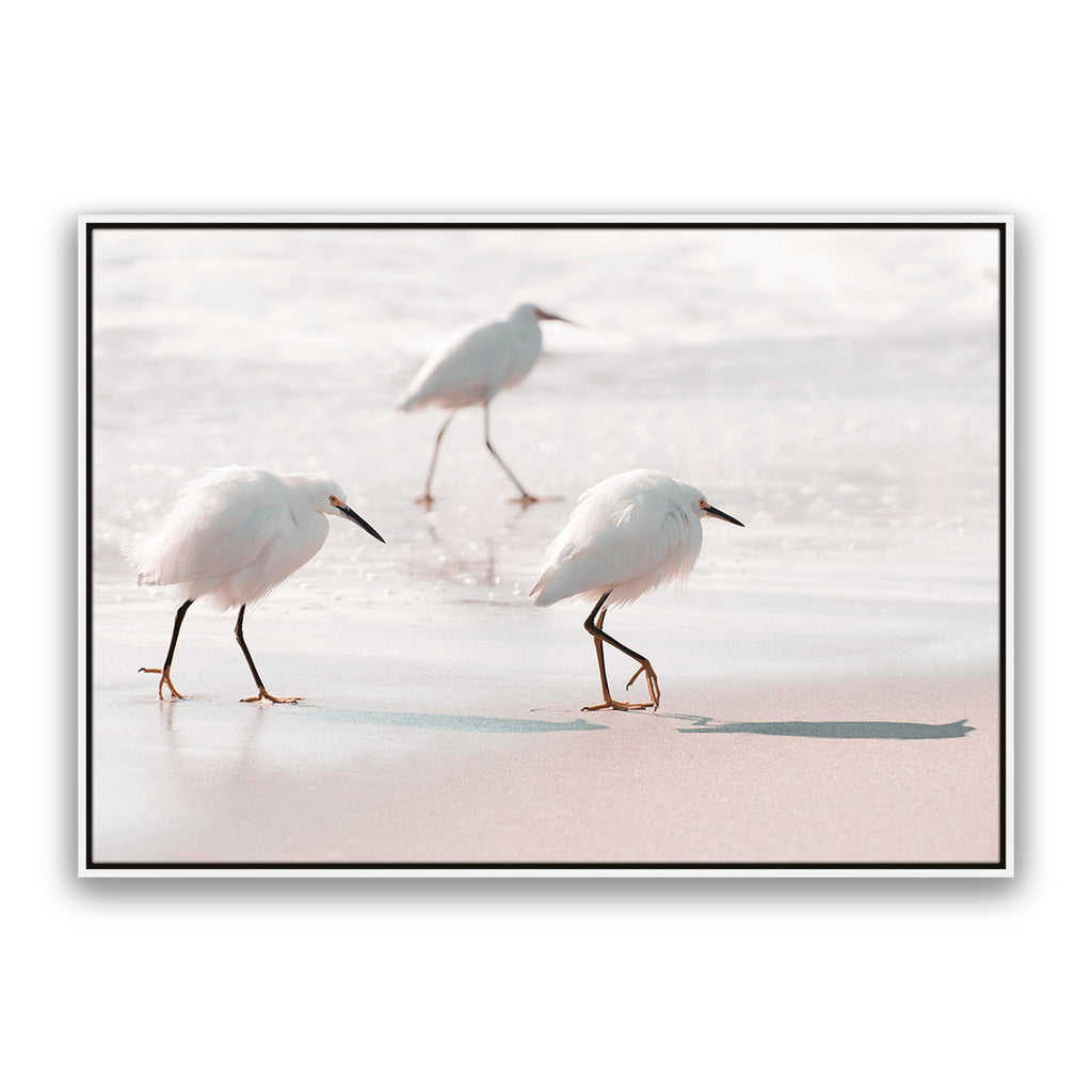 Sea Birds