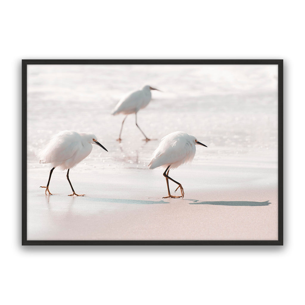 Sea Birds