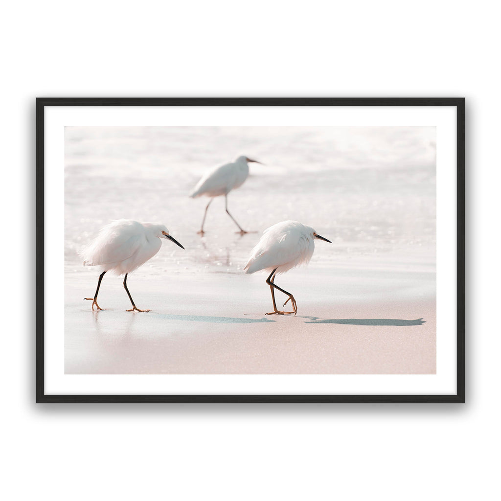 Sea Birds