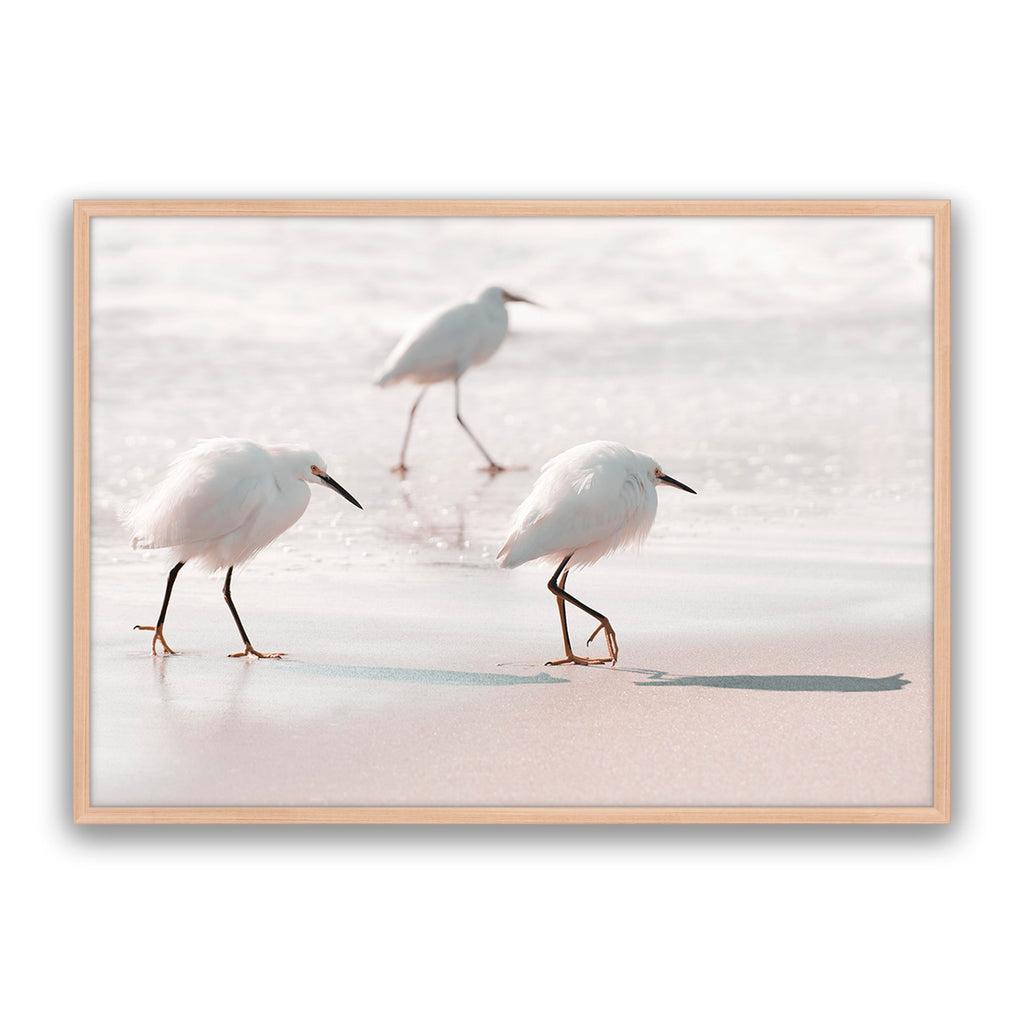 Sea Birds