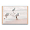 Sea Birds
