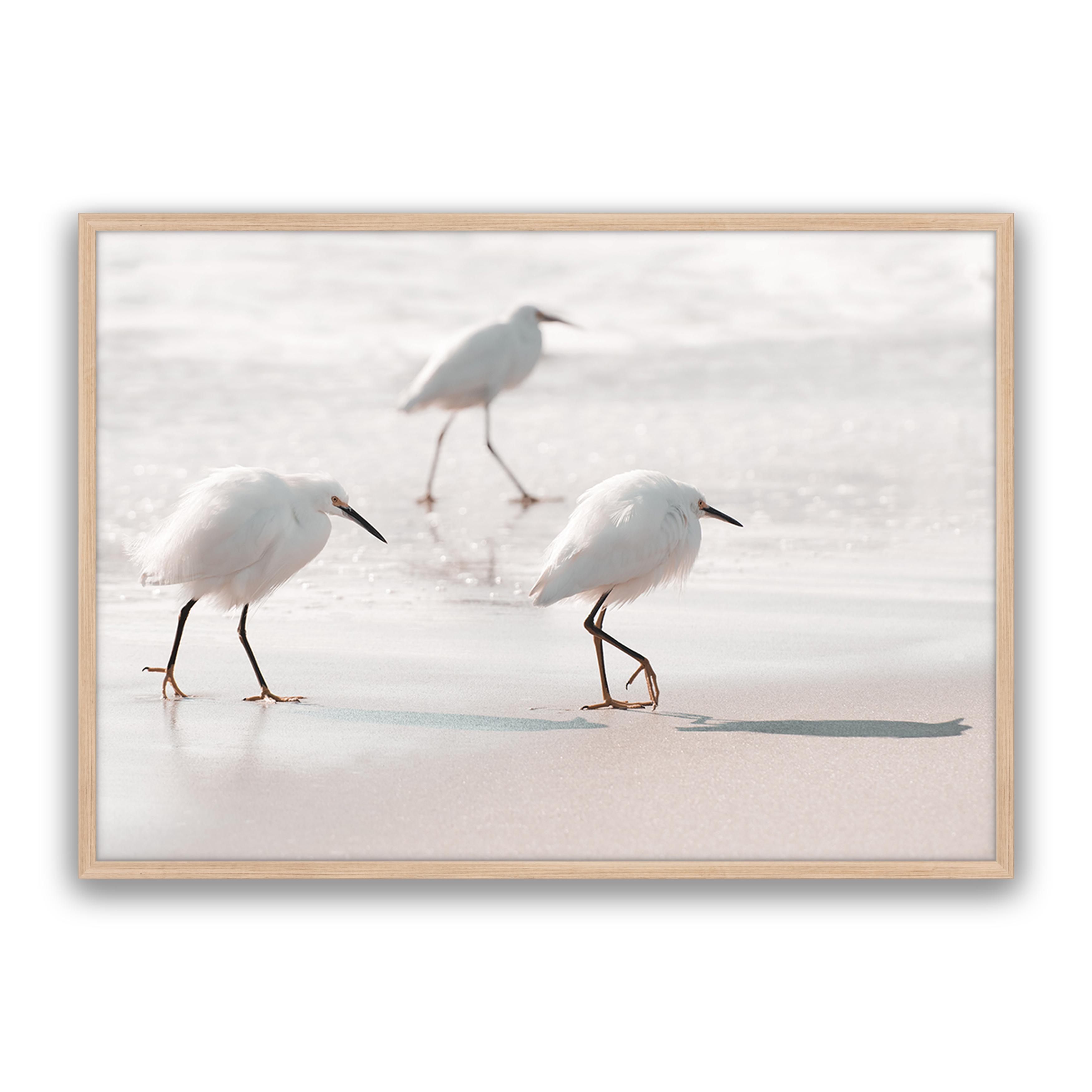 Sea Birds