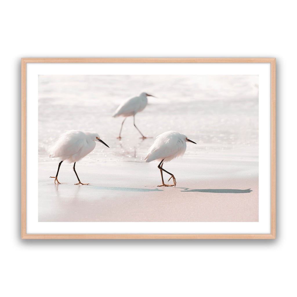 Sea Birds