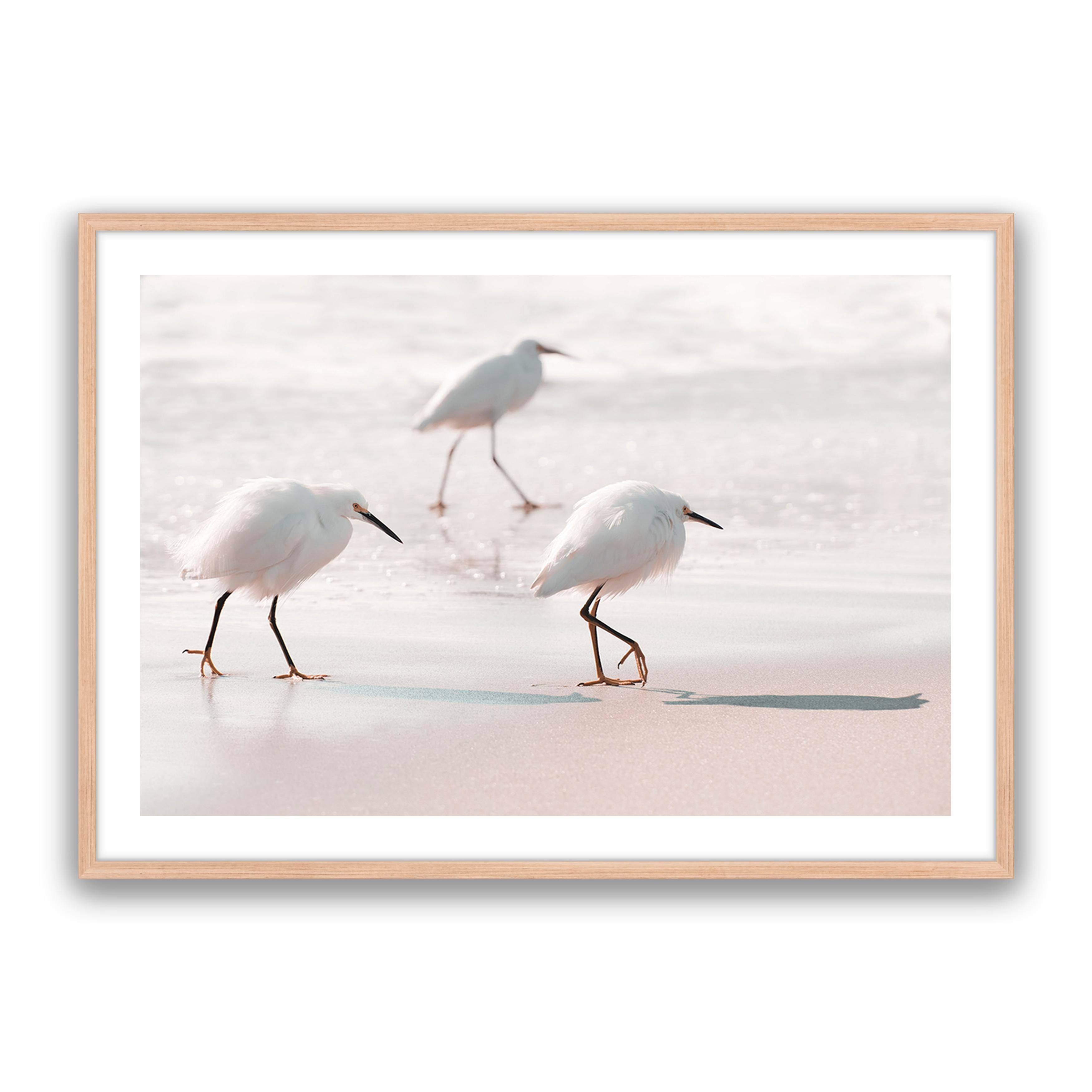 Sea Birds