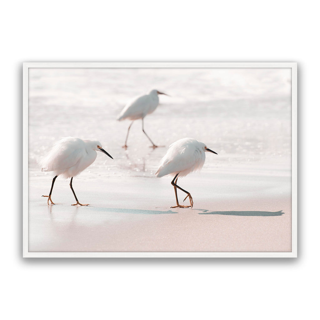 Sea Birds
