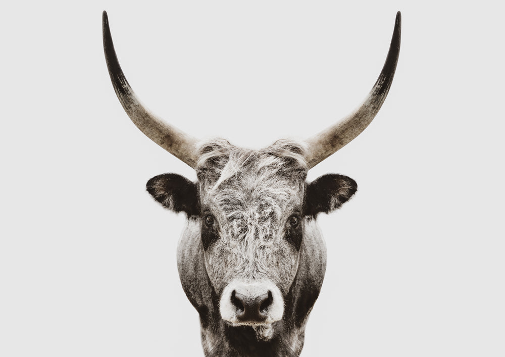 Ranger