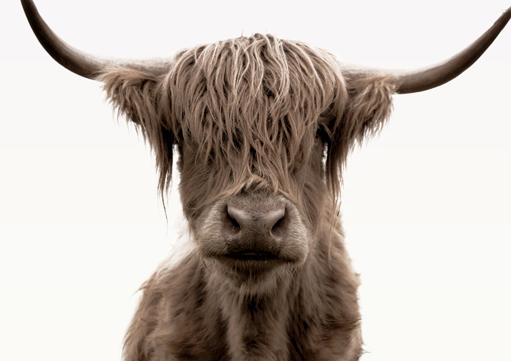 Shaggy Highland