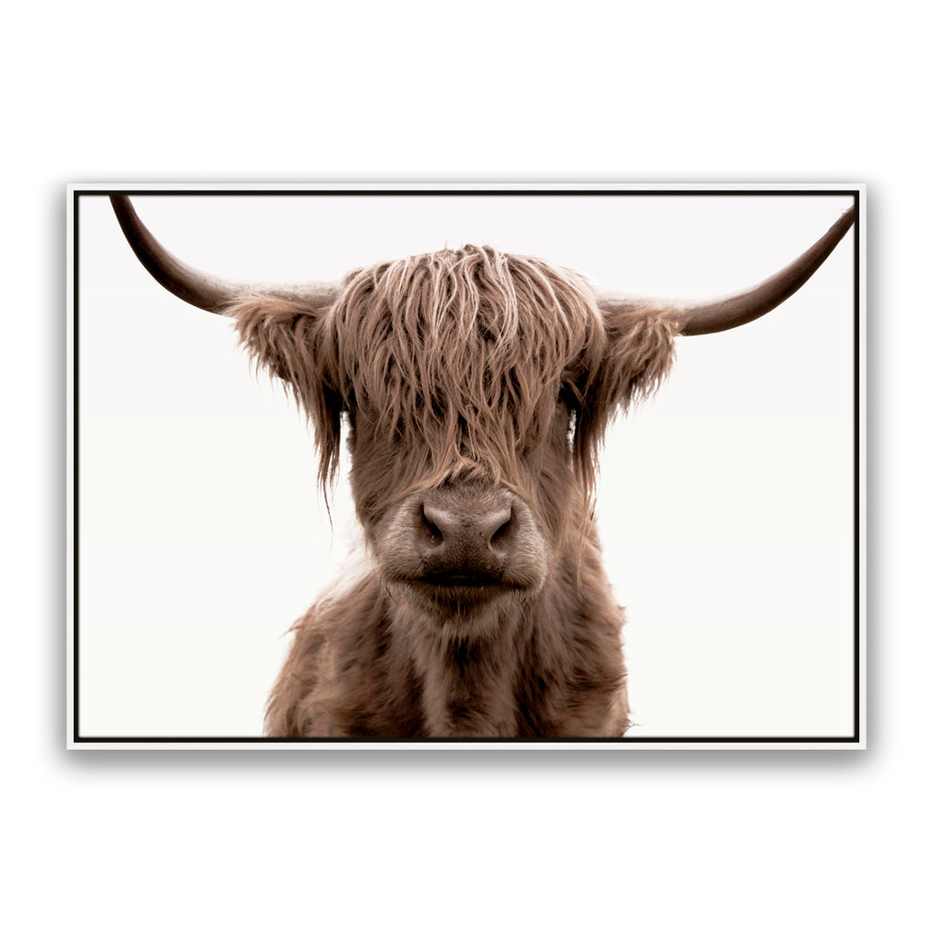 Shaggy Highland