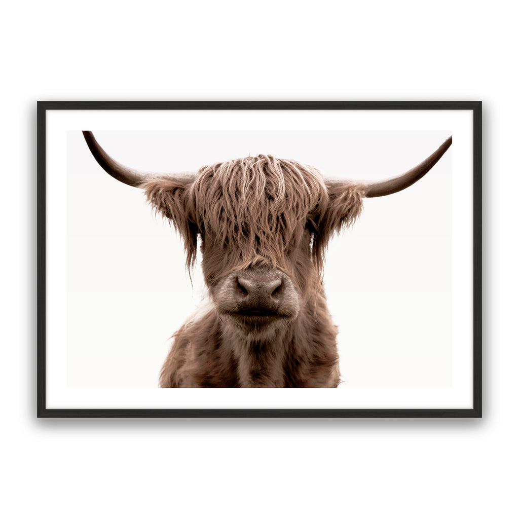 Shaggy Highland