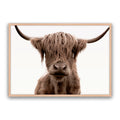 Shaggy Highland
