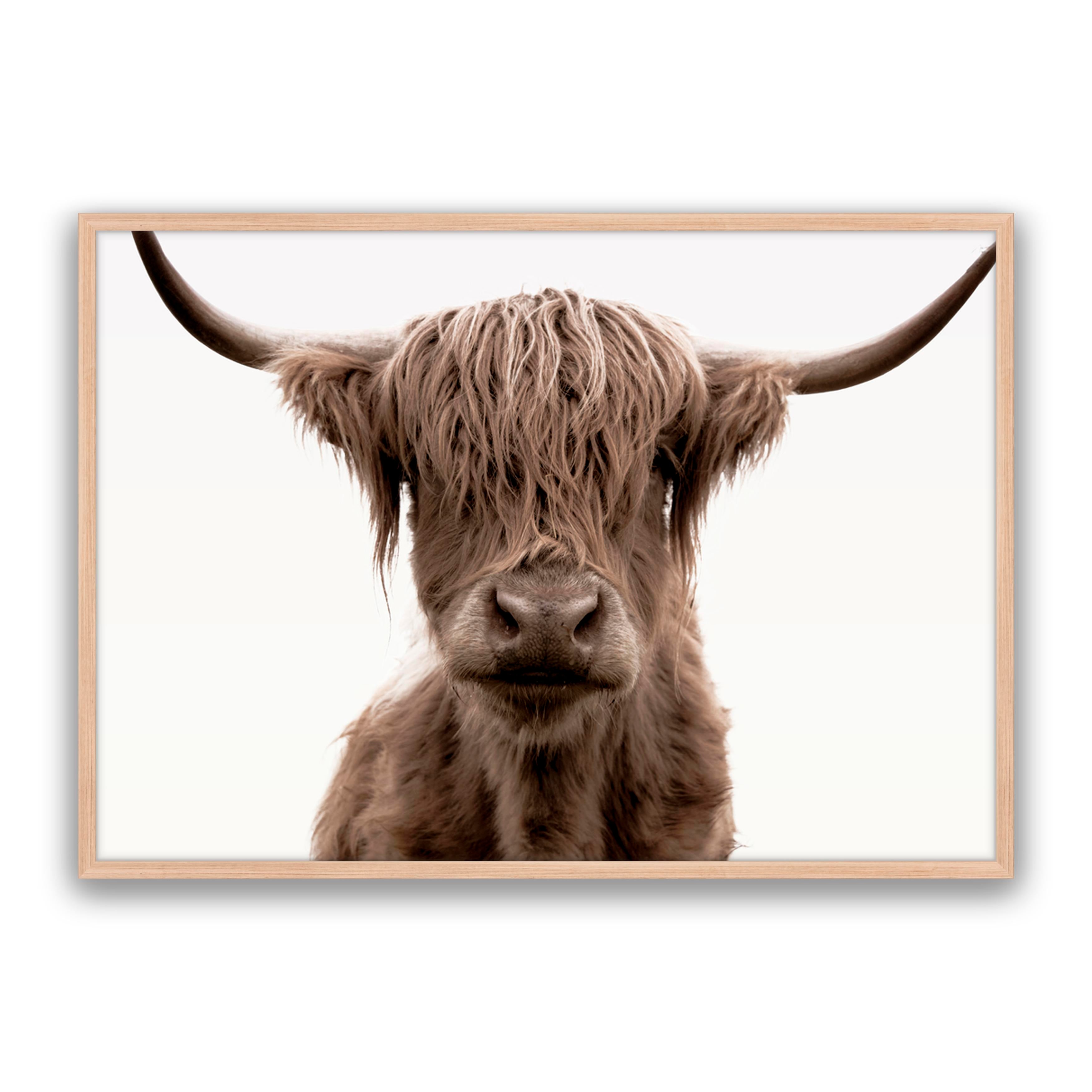 Shaggy Highland
