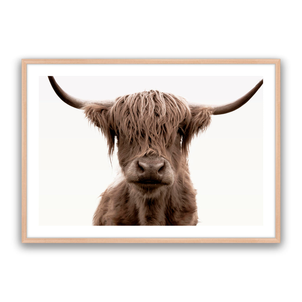 Shaggy Highland
