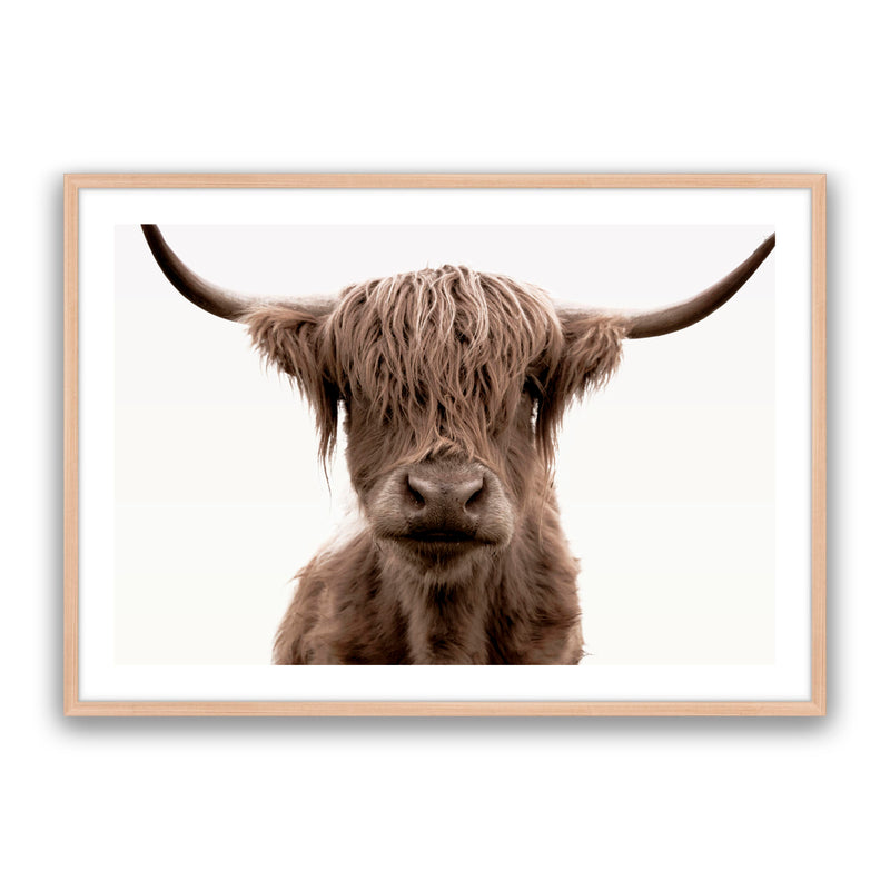 Shaggy Highland