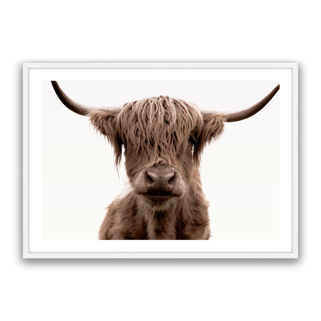 Shaggy Highland
