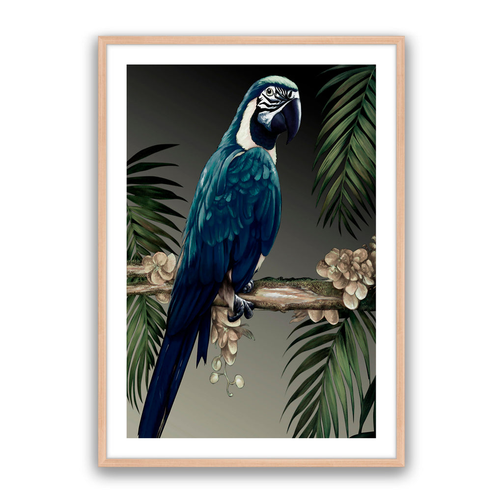 Blue Parrot