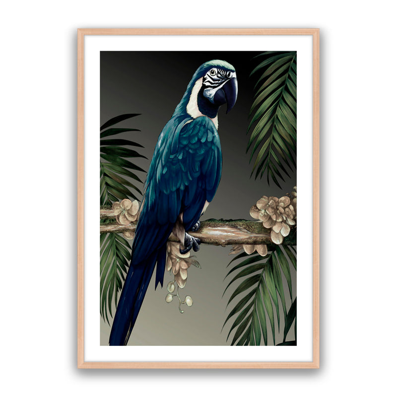 Blue Parrot