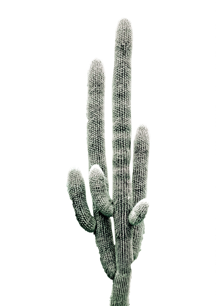 Saguaro