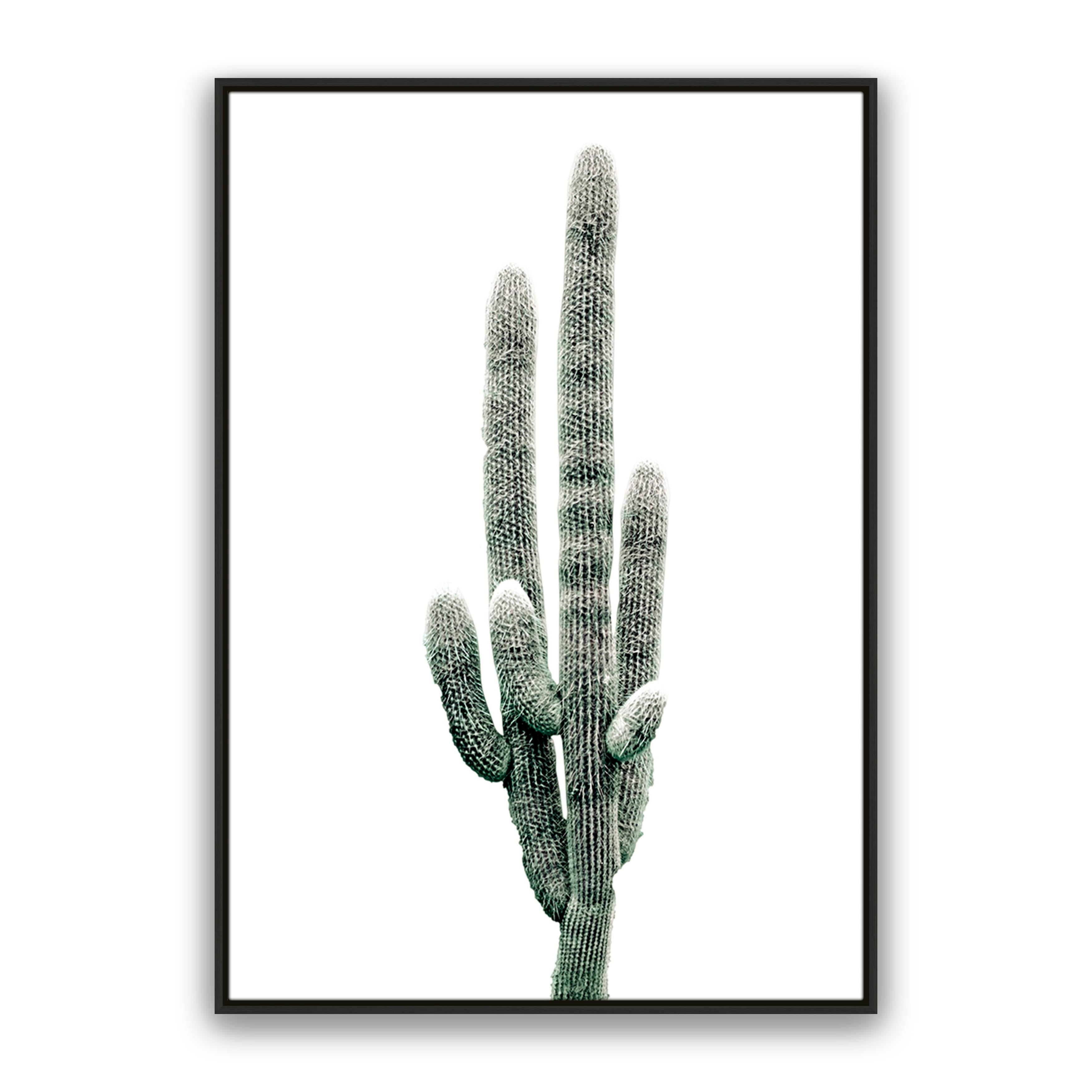 Saguaro