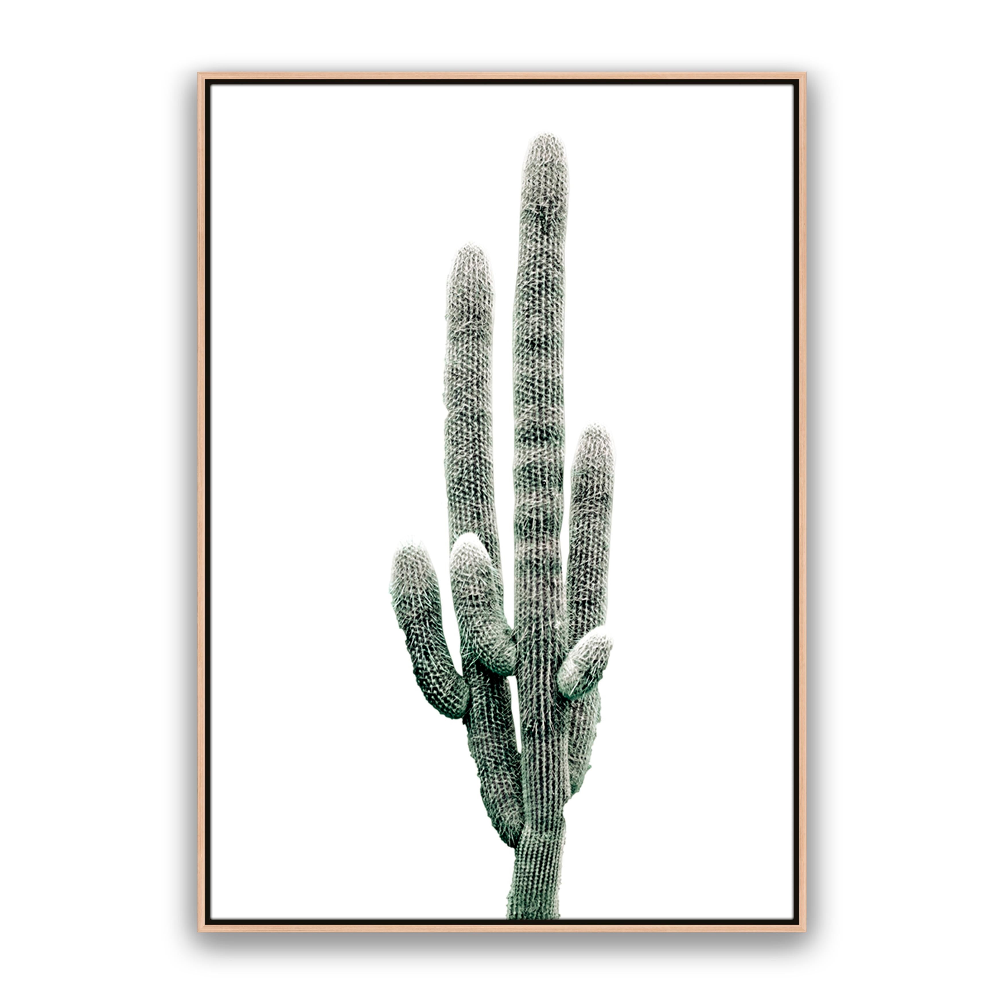 Saguaro