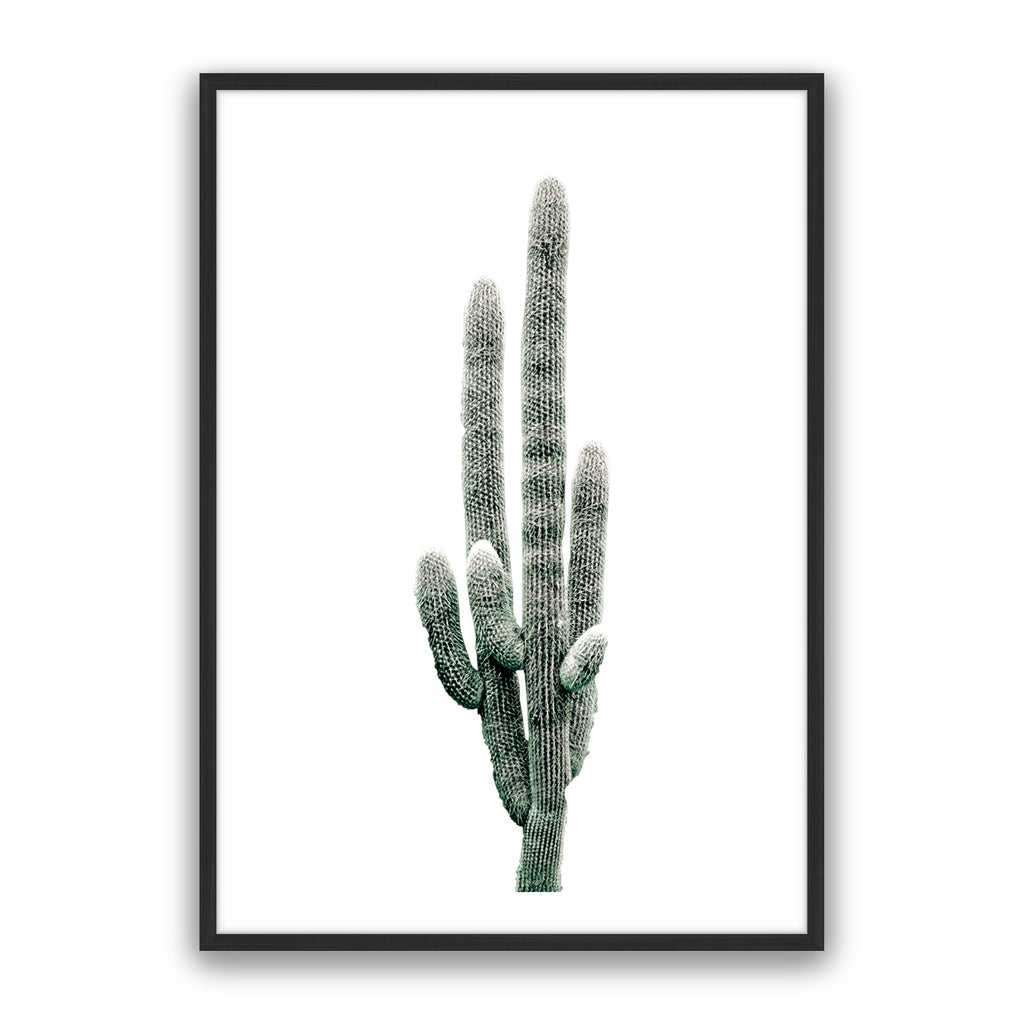 Saguaro