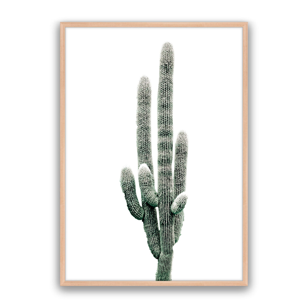 Saguaro