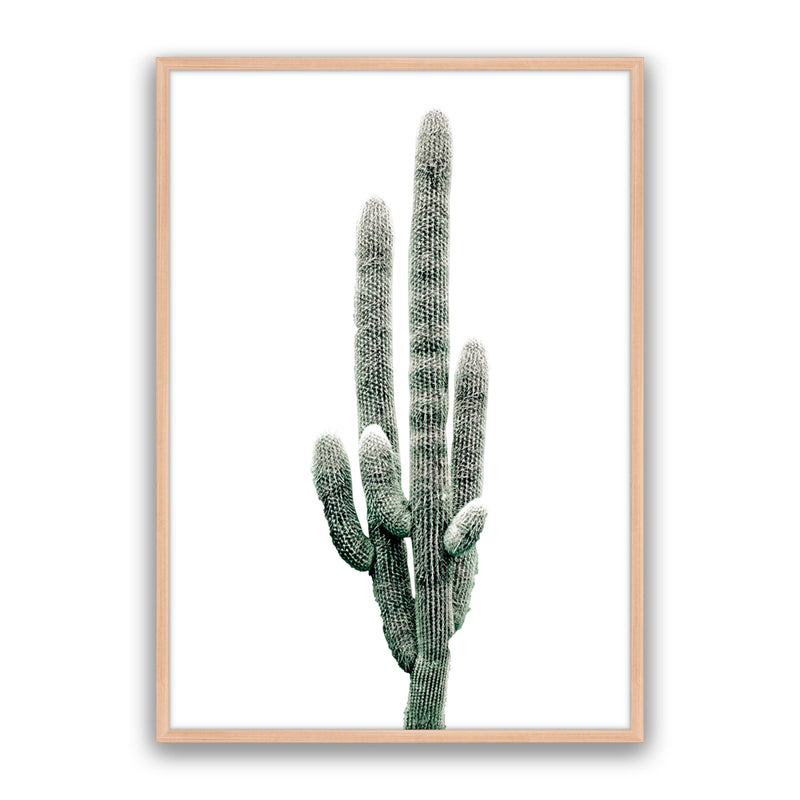 Saguaro