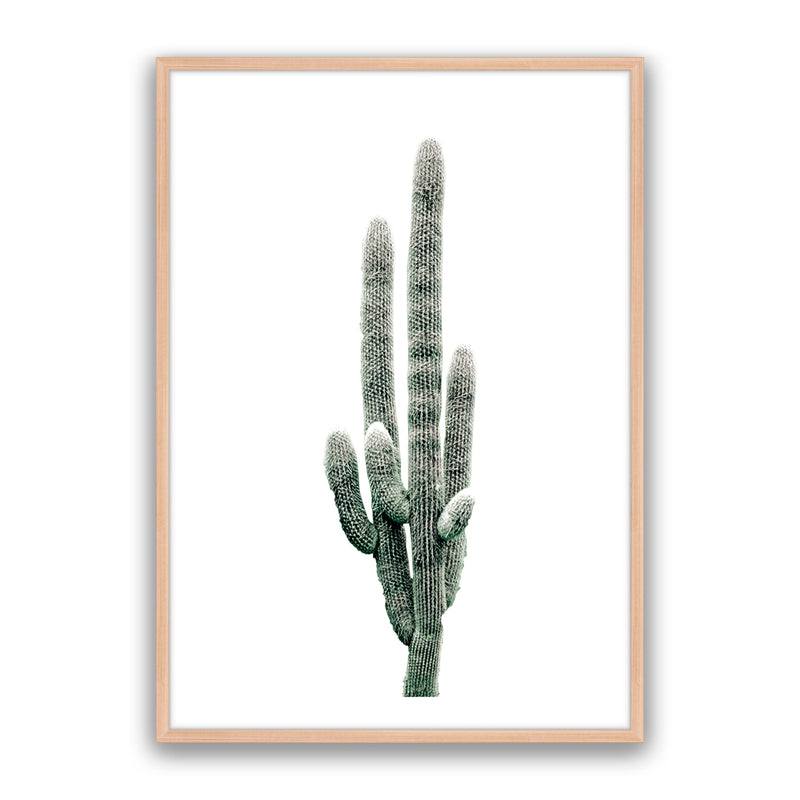 Saguaro