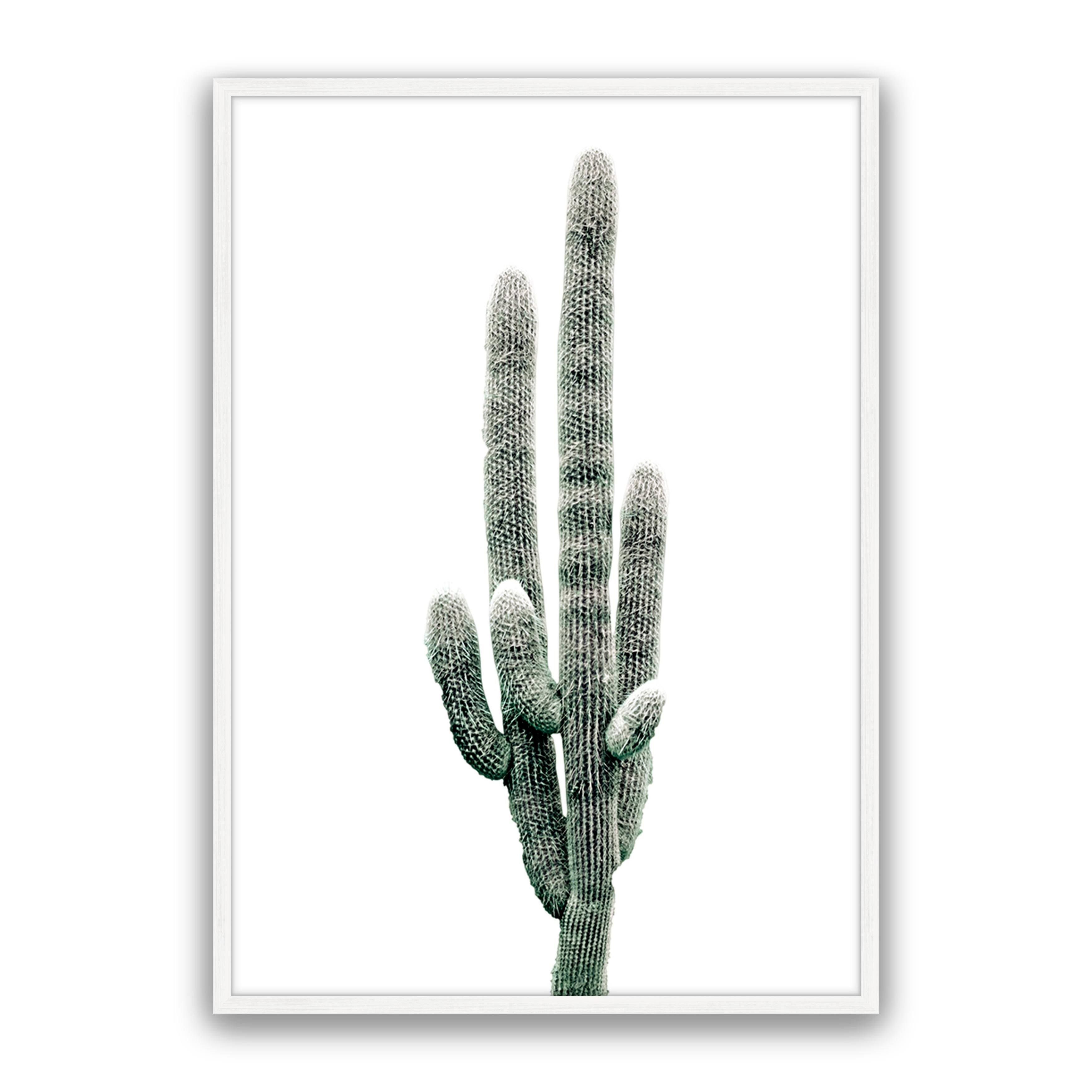 Saguaro