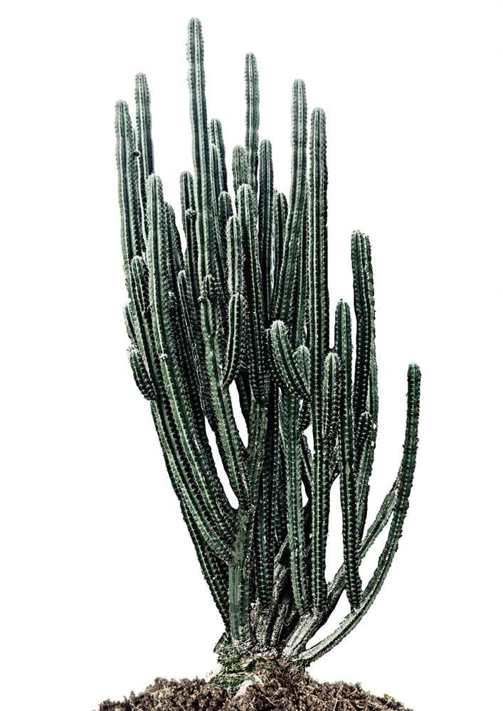 Sonoran Native