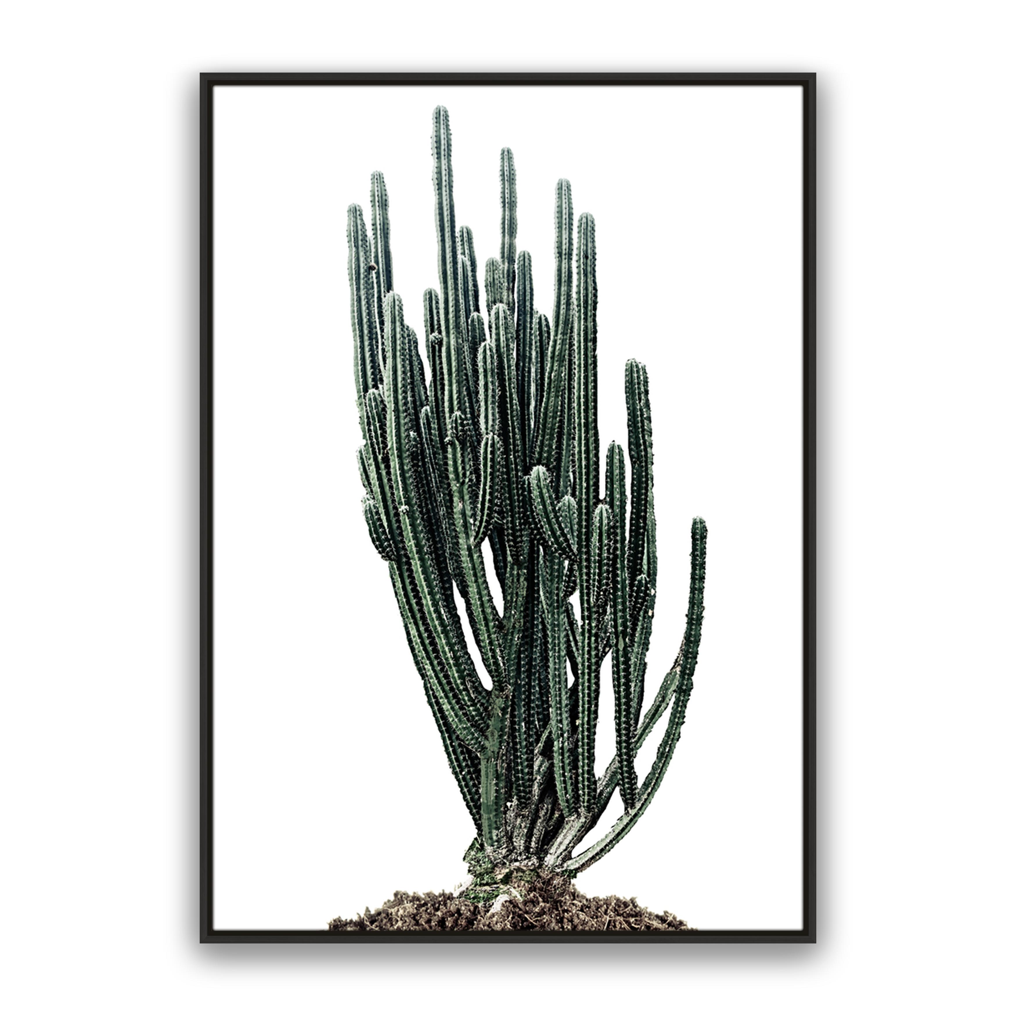 Sonoran Native