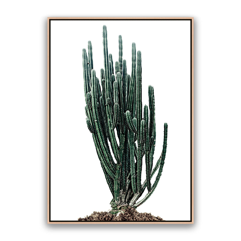 Sonoran Native