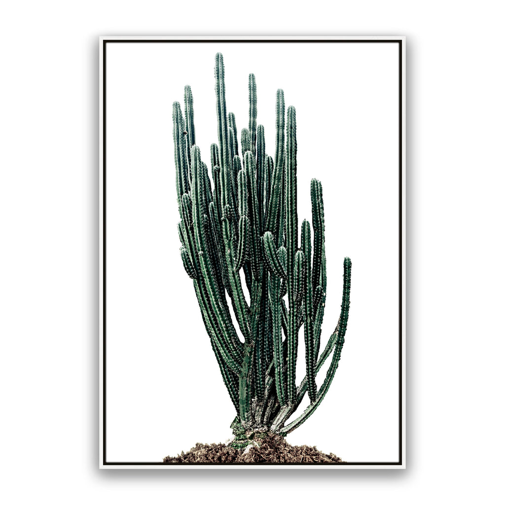 Sonoran Native