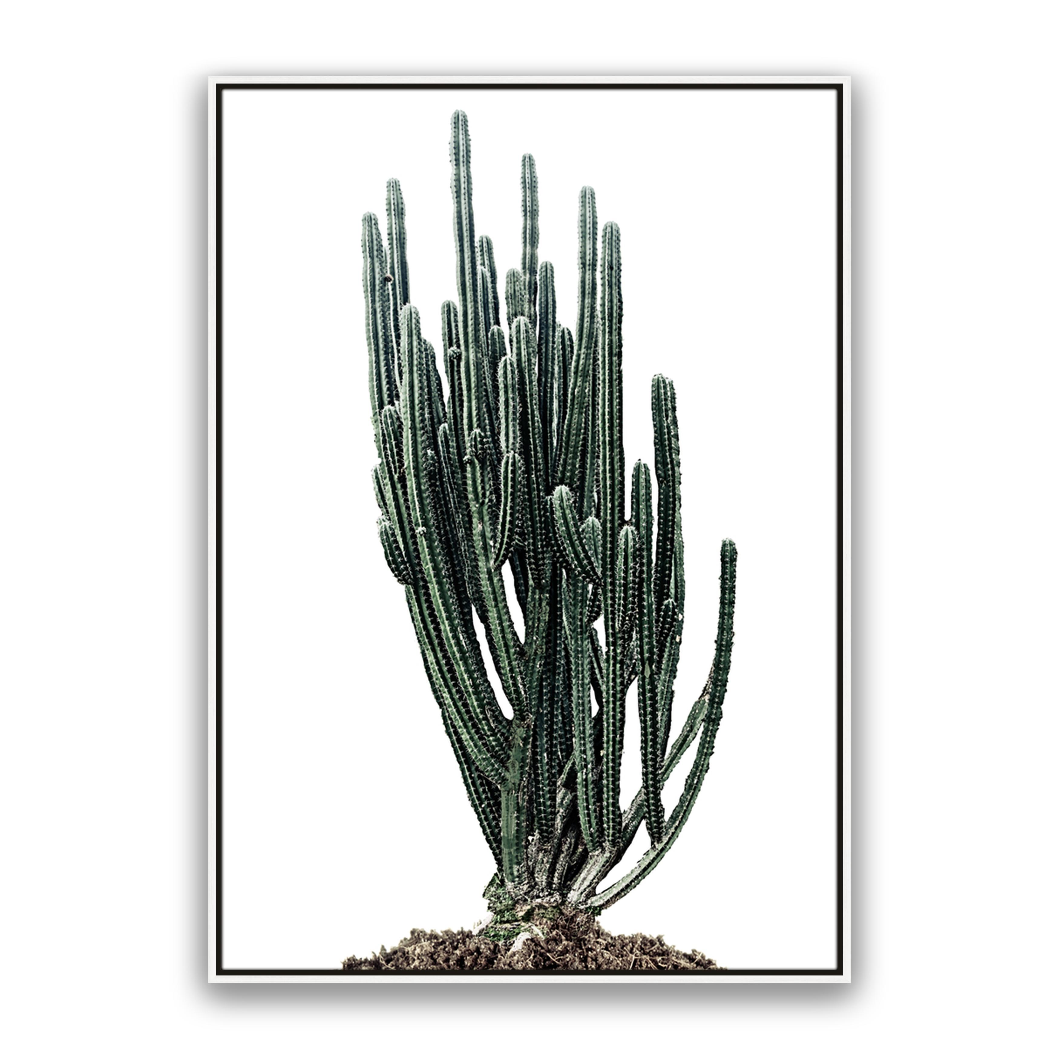 Sonoran Native