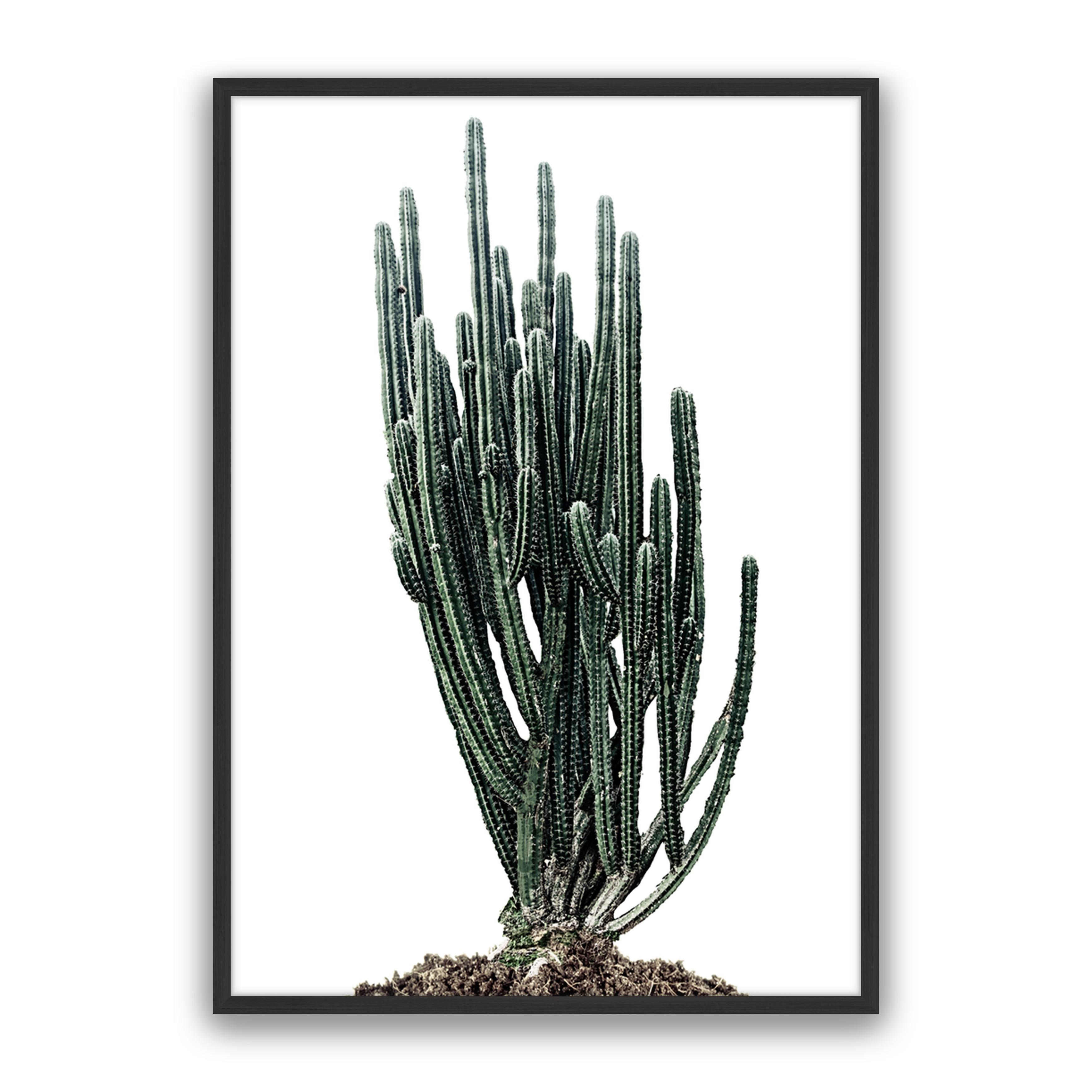 Sonoran Native