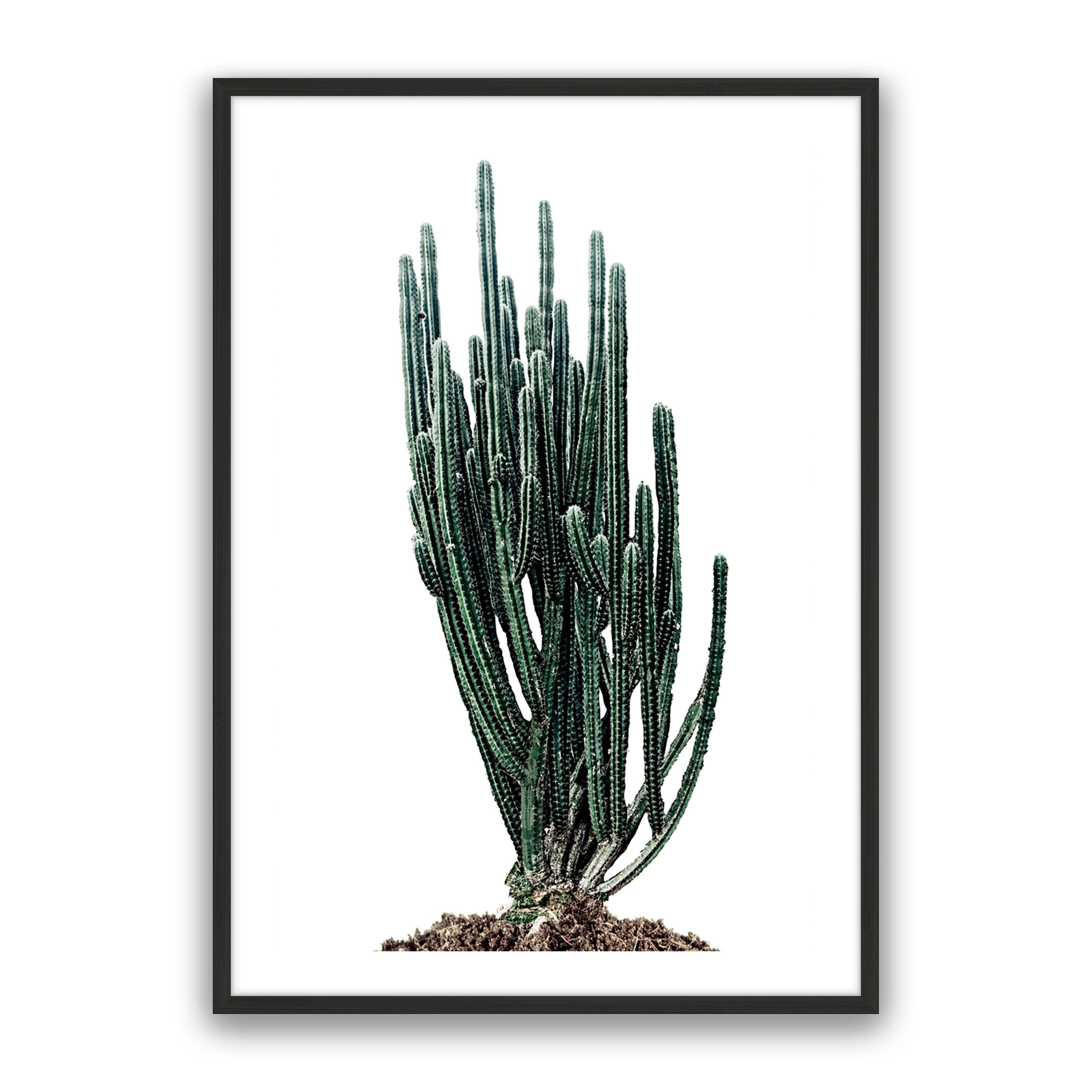 Sonoran Native