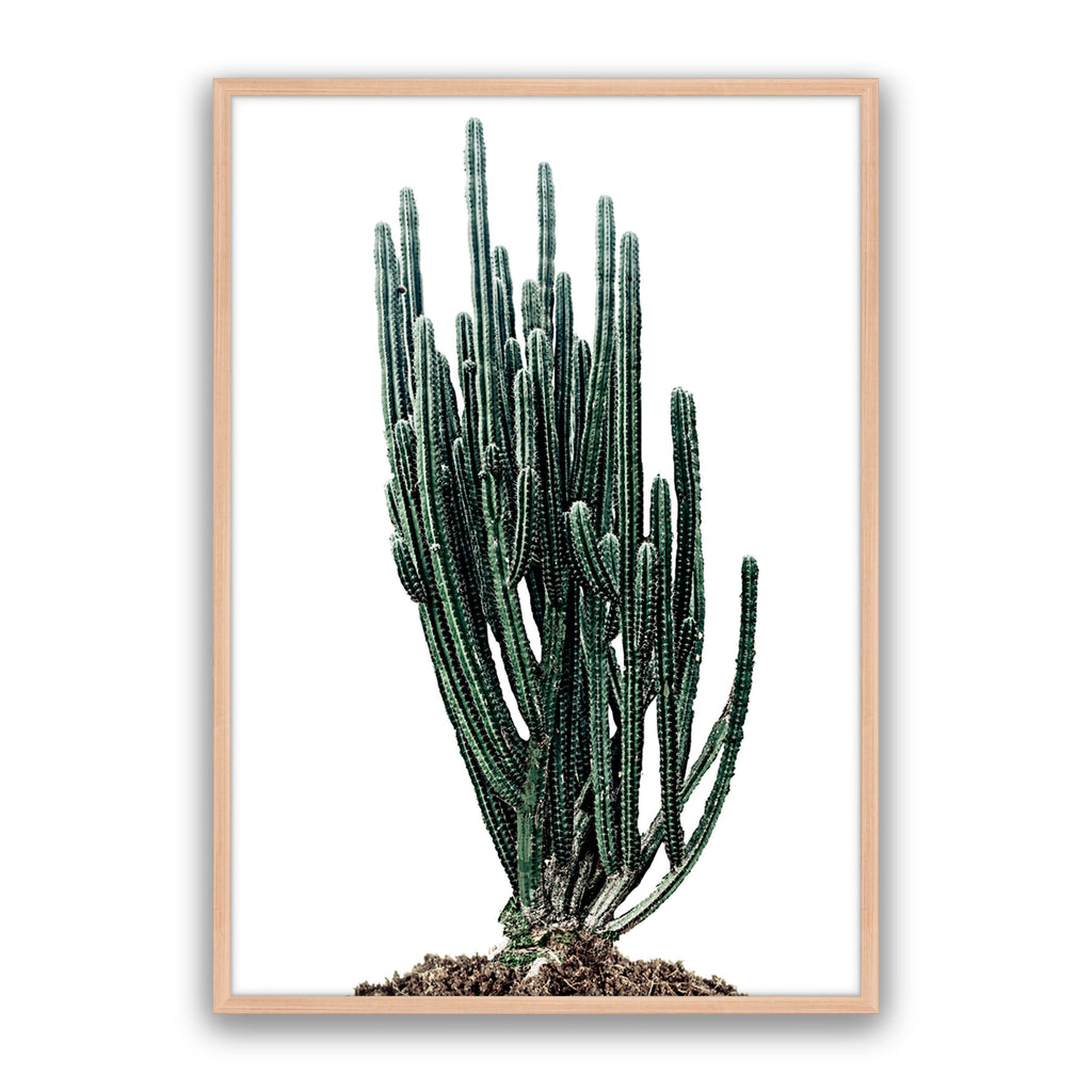 Sonoran Native
